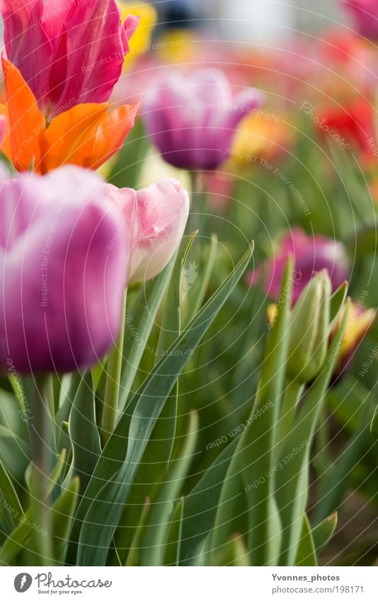 Farben des Frühling Umwelt Natur Landschaft Pflanze Sommer Blume Tulpe Feld Blumenstrauß Blühend Duft ästhetisch frisch natürlich mehrfarbig gelb violett rosa