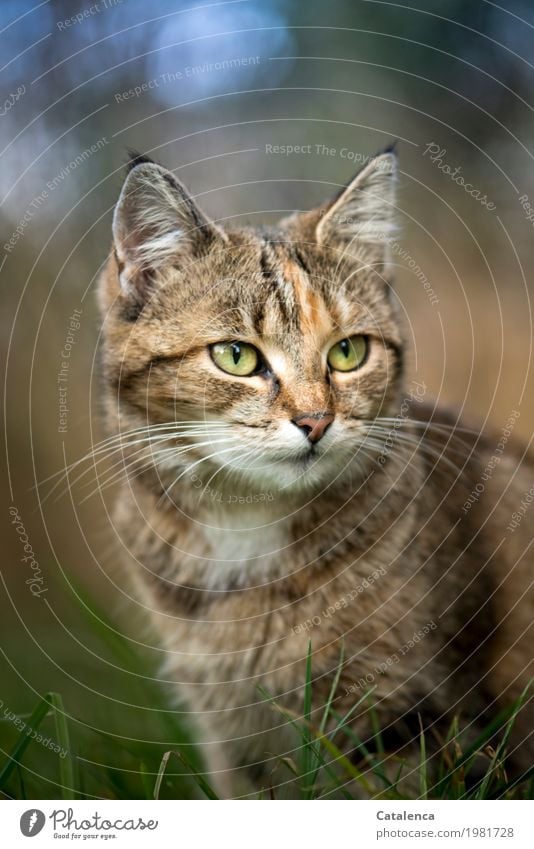 Ein kleines Kätzchen Himmel Frühling Schönes Wetter Gras Wiese Katze Tiergesicht 1 beobachten schön Neugier blau braun gelb grün Zufriedenheit Freiheit