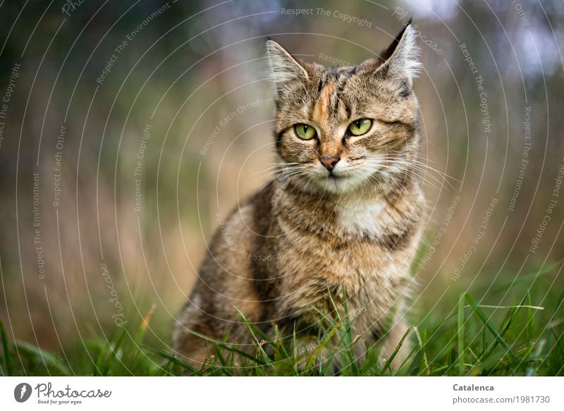 Leicht genervt, Porträt einer Tigerkatze Natur Sommer Gras Wiese Haustier Katze 1 Tier beobachten sitzen schön braun gelb grün geduldig Wachsamkeit elegant