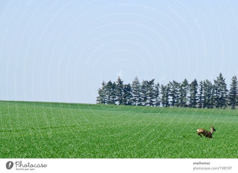 springfield Umwelt Natur Landschaft Tier Feld Wald Wildtier Reh Rehbock laufen springen Angst gefährlich Stress bedrohlich Idylle Lebensfreude Todesangst ruhig