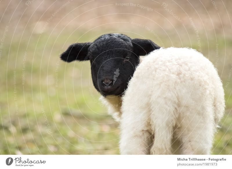 Kleines Lamm Ostern Natur Tier Sonne Sonnenlicht Schönes Wetter Wiese Haustier Nutztier Tiergesicht Fell Schaf 1 Tierjunges beobachten Blick stehen klein