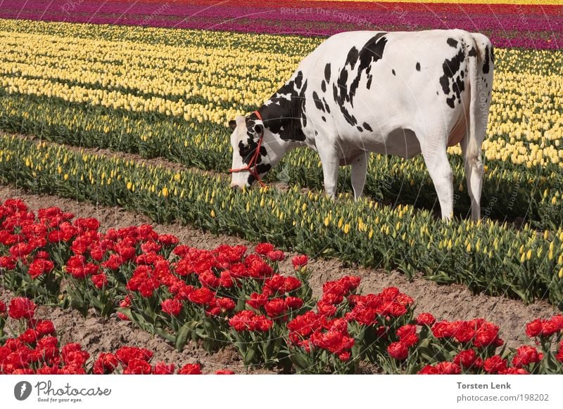 Tulpenernte Gartenarbeit Landschaft Frühling Feld Tier Haustier Kuh 1 Fressen füttern Duft Kitsch Farbfoto Außenaufnahme Tag Sonnenstrahlen Totale Tierporträt