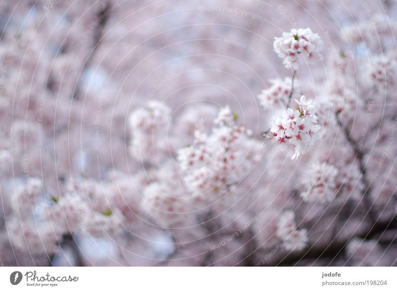 in voller Blüte Baum Nutzpflanze Wildpflanze schön rosa weiß Apfelblüte Kirschblüten Blühend Frühling Baumkrone Geäst Natur Pflanze Umwelt baumblüte hell