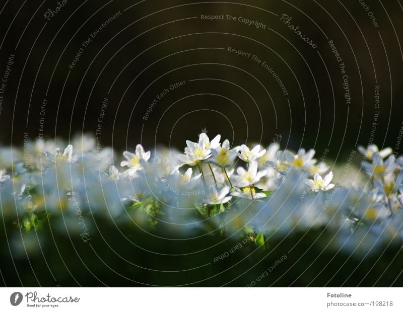 Erleuchtung Umwelt Natur Landschaft Pflanze Urelemente Erde Sonne Frühling Klima Wetter Schönes Wetter Wärme Blume Gras Blüte Garten Park Wiese hell grün weiß