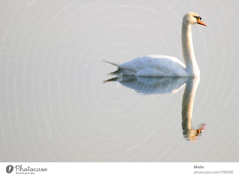 Still Umwelt Natur Tier Wasser Teich See Wildtier Vogel Schwan 1 ästhetisch elegant frei glänzend hell nass natürlich Stimmung Romantik ruhig Idylle rein