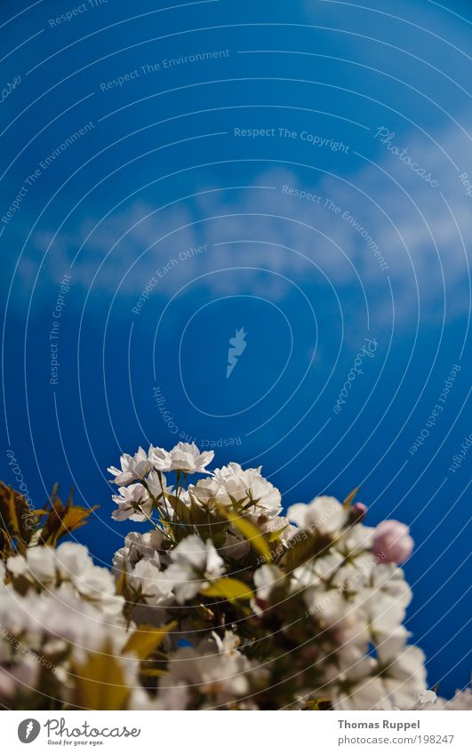 Weiße Blüten Natur Pflanze Himmel Wolken Frühling Wetter Schönes Wetter Wärme Blume Sträucher Blatt Grünpflanze schön weich blau grün weiß Zufriedenheit