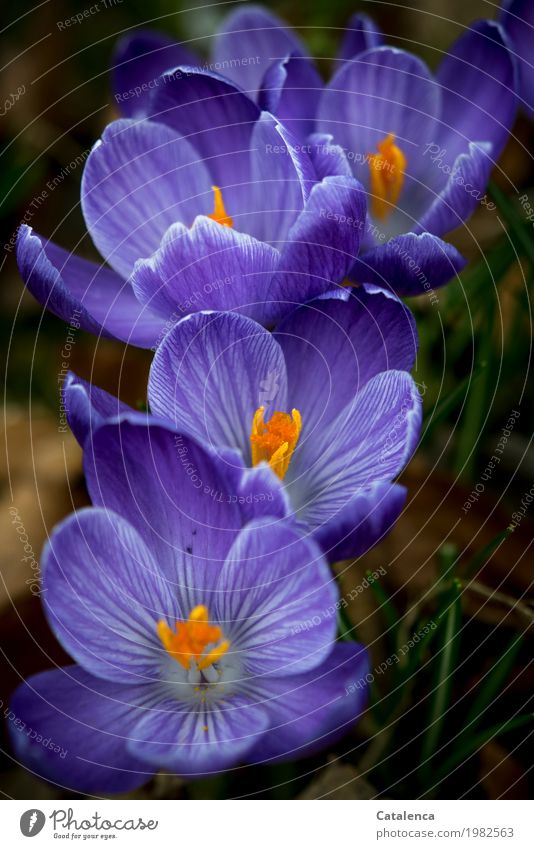 Lila Krokus blüht Natur Pflanze Frühling Blüte Krokusse Garten Park Blühend Duft Wachstum ästhetisch grün violett orange Stimmung Fröhlichkeit Frühlingsgefühle