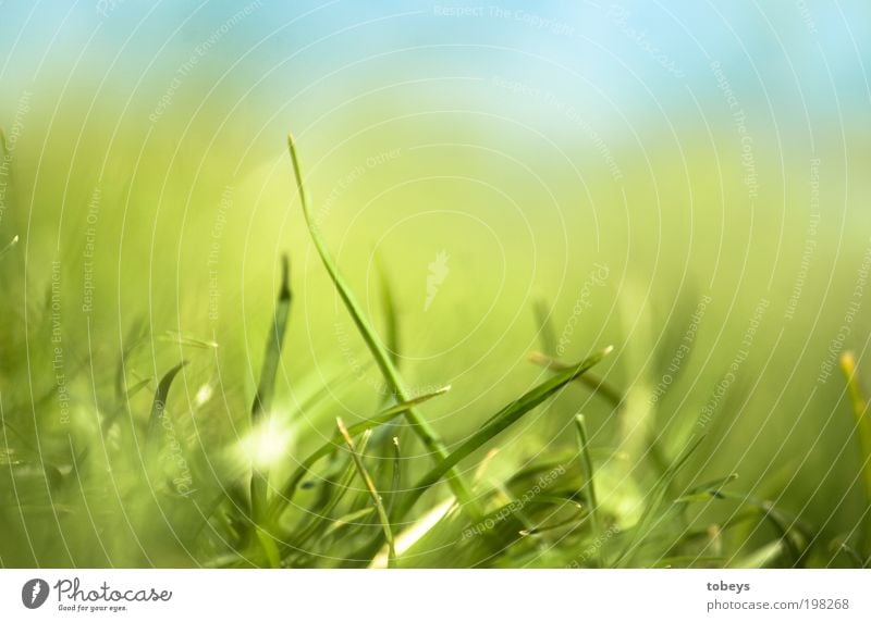 es grünt so grün... Natur Schönes Wetter Wärme Pflanze Gras Grünpflanze Wachstum Rasen Stengel Wiese Erholung liegen weich Farbfoto Außenaufnahme Nahaufnahme