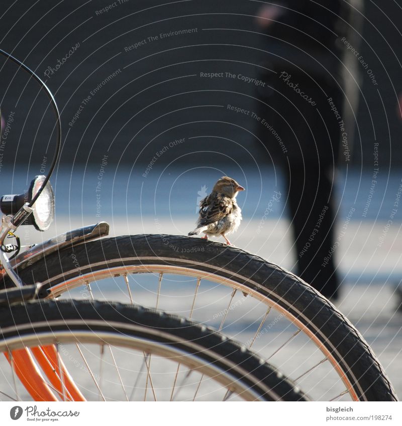 Spatz II Tier Vogel 1 Fahrrad klein niedlich achtsam ruhig Zufriedenheit Farbfoto Gedeckte Farben Außenaufnahme Tag