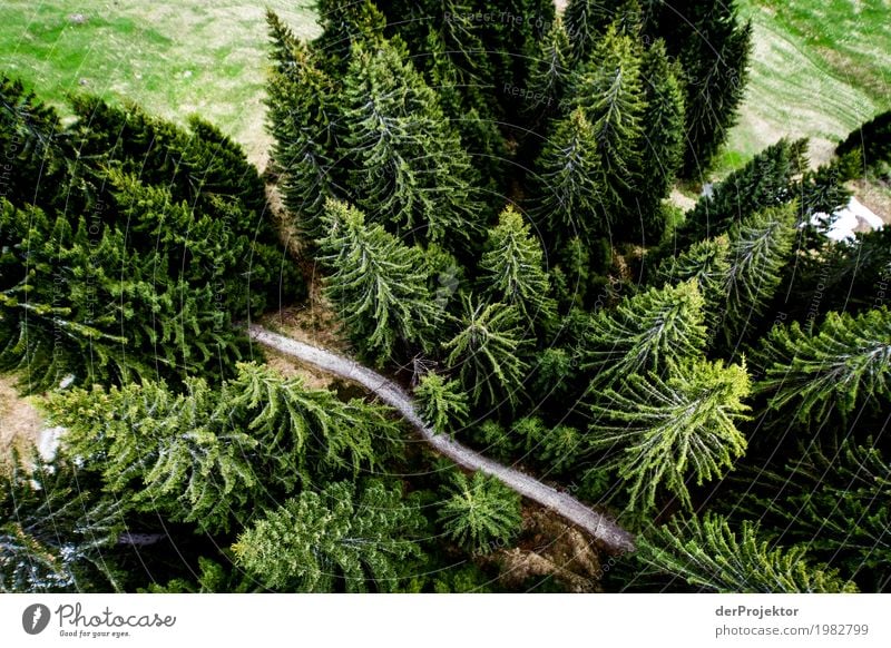 Ein Weg – ein Wäldchen Ferien & Urlaub & Reisen Tourismus Ausflug Abenteuer Freiheit Berge u. Gebirge wandern Umwelt Natur Landschaft Pflanze Tier Frühling