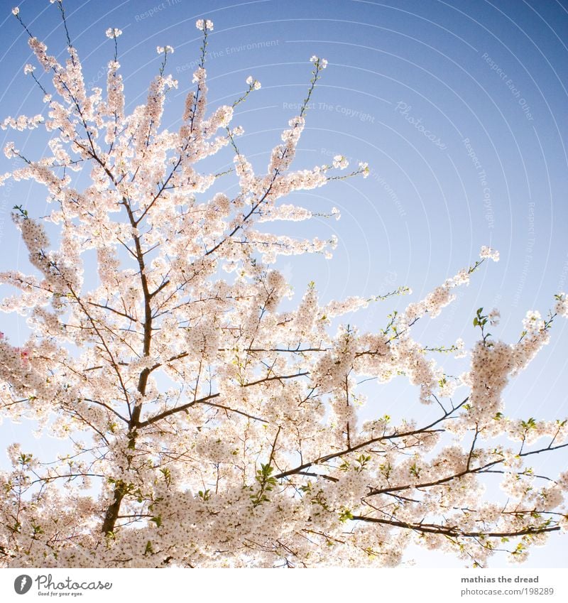 ERWACHEN Umwelt Natur Landschaft Himmel Pflanze Baum Blüte Nutzpflanze Park Blühend ästhetisch Zufriedenheit Erholung Leben Vergänglichkeit Kirsche Ast weiß