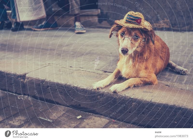 Erzähl mir was Neues Zufriedenheit ruhig Ferien & Urlaub & Reisen Städtereise Senior Kultur Tier Wege & Pfade Brille Hut Haustier Hund 1 alt Armut dreckig