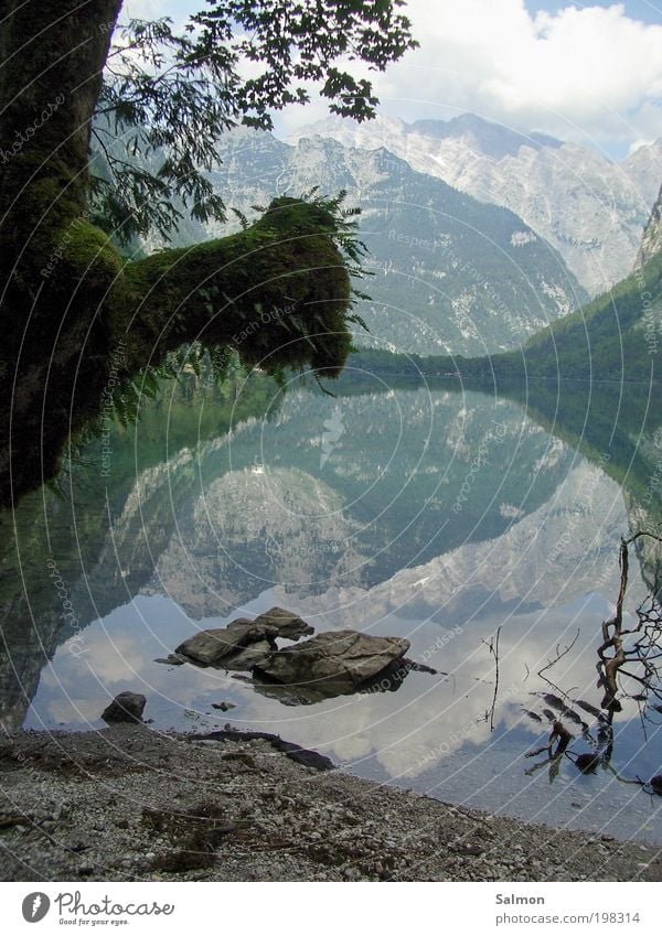 Stille Natur Landschaft Wasser Baum Moos Farn Berge u. Gebirge See natürlich schön Stimmung Romantik ruhig Erholung Ferien & Urlaub & Reisen Frieden Idylle