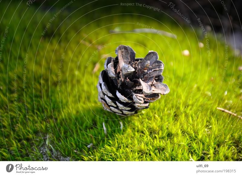 Licht aus, Spot an.... Pflanze Frühling Moos Grünpflanze leuchten grün ruhig Umwelt Farbfoto Außenaufnahme Nahaufnahme Detailaufnahme Menschenleer Schatten