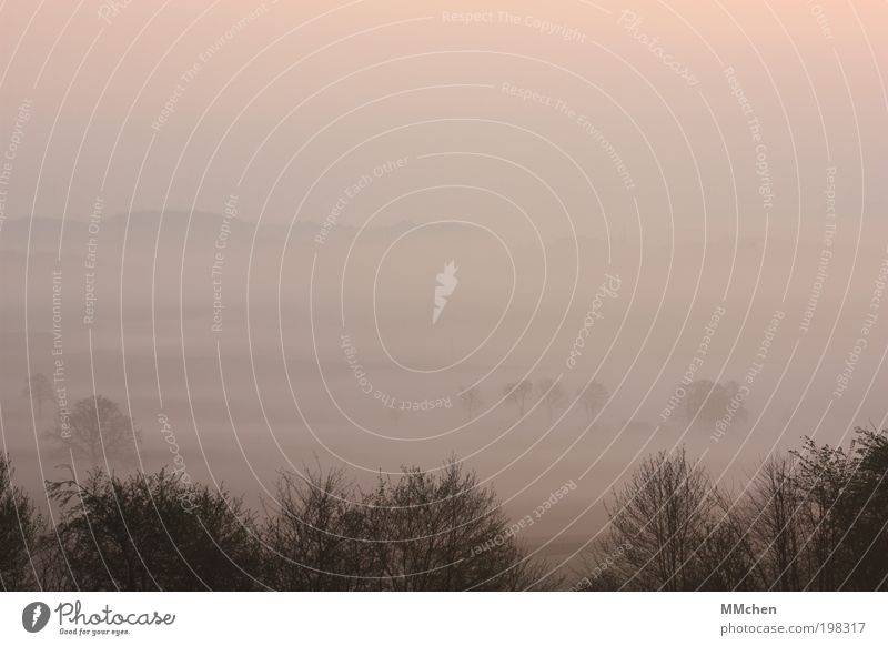 Gold im Mund Umwelt Natur Landschaft Pflanze Urelemente Himmel Sonne Sonnenlicht Klima Wetter Nebel Baum Sträucher Garten Wiese Feld Berge u. Gebirge Erholung