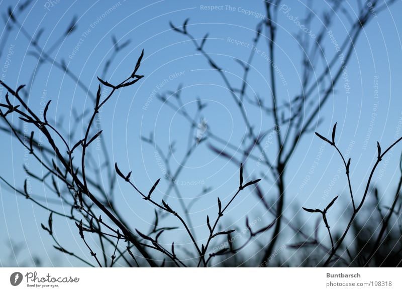 Zweig fein still Natur Pflanze Himmel Wolkenloser Himmel Frühling Baum exotisch Frühlingsgefühle ästhetisch Einsamkeit Nostalgie Perspektive Trauer Farbfoto