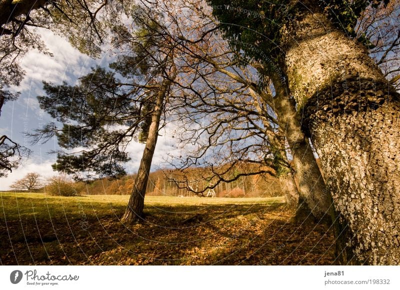 Herbsteichen ruhig Ausflug Sonne Umwelt Natur Landschaft Pflanze Erde Luft Himmel Sonnenlicht Schönes Wetter Baum Wald Hügel Menschenleer authentisch natürlich