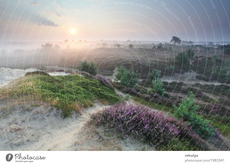 blühende Sommerwiesen bei Sonnenaufgang Natur Landschaft Sand Himmel Sonnenuntergang Sonnenlicht Schönes Wetter Nebel Blume Blüte Wiese Hügel wild grün rosa