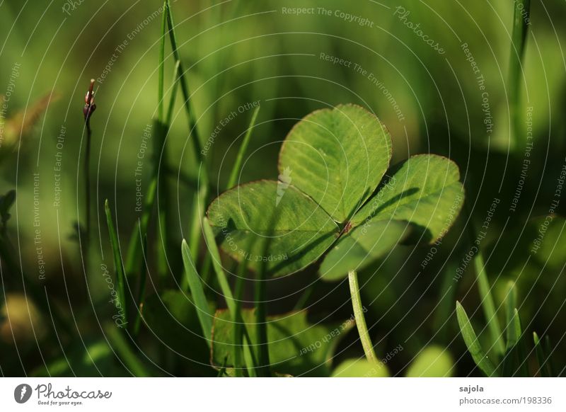 viel glück jo Umwelt Natur Pflanze Gras Kleeblatt ästhetisch grün Glück Glücksbringer Glücksklee vierblättrig Schatten Glückwünsche Naturliebe Farbfoto