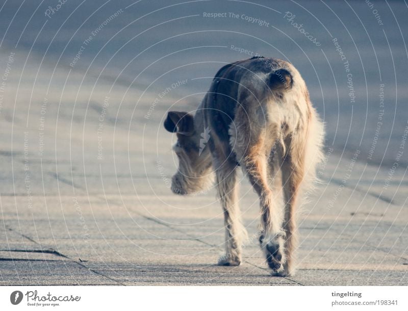 sings the blues Stadt Straße Wege & Pfade Tier Haustier Hund 1 Bewegung gehen einfach trist blau braun gelb grau Gefühle Stimmung friedlich Langeweile