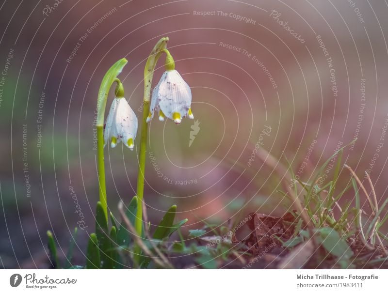 Märzenbecher im Sonnenschein Umwelt Natur Pflanze Sonnenlicht Frühling Wetter Schönes Wetter Blume Gras Blatt Blüte Wildpflanze Wiese Blühend Duft leuchten