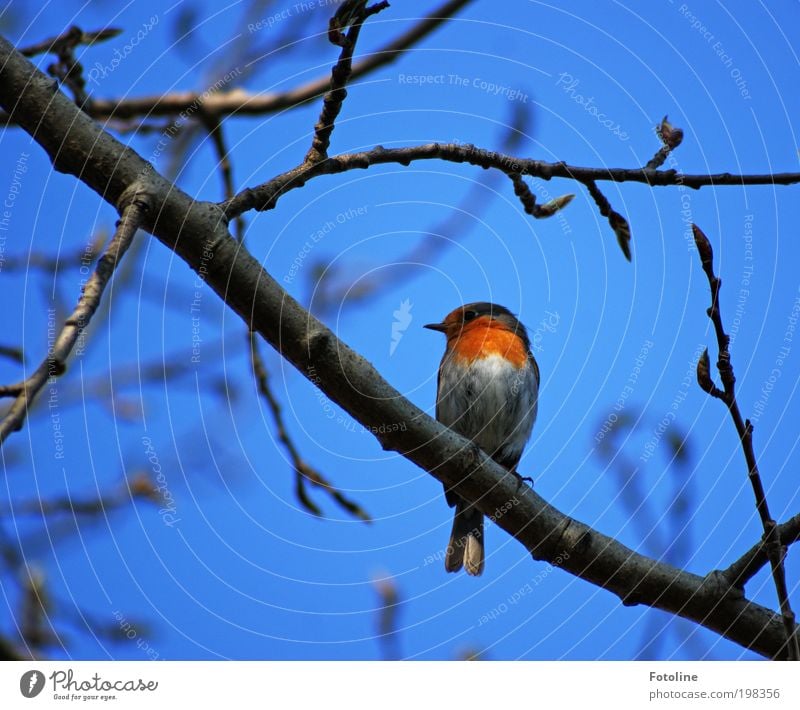 Rotkehlchen Umwelt Natur Landschaft Pflanze Tier Luft Himmel Wolkenloser Himmel Frühling Sommer Klima Wetter Schönes Wetter Wärme Baum Garten Park Wildtier