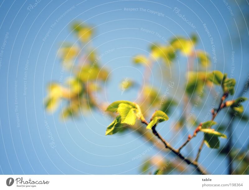 beginning Pflanze Baum Blatt Wildpflanze Ast Zweig Blattadern Ulme Blattknospe Bewegung Erholung Blick Wachstum ästhetisch natürlich neu blau braun grün Gefühle