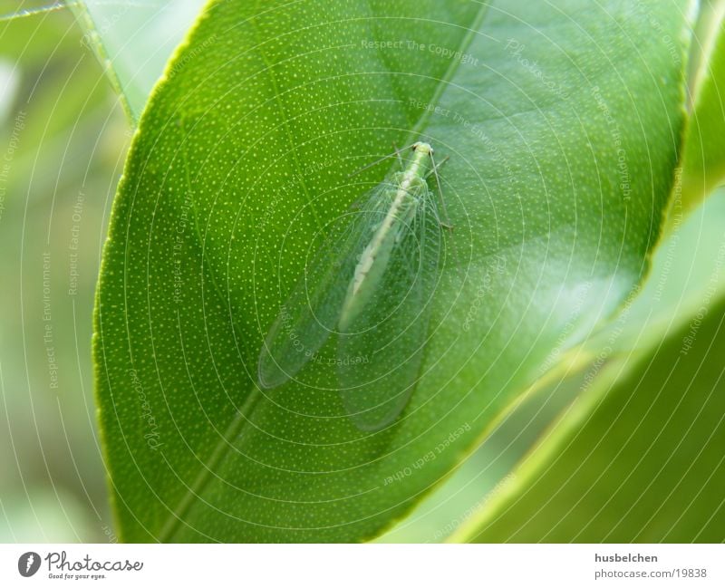 durchsichtiger flieger Schmetterling Fühler Blatt grün Flügel