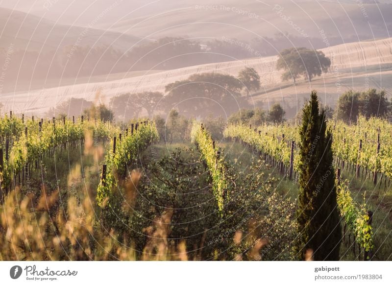 Toskanischer Wein Umwelt Natur Landschaft Luft Sonne Sommer Klima Schönes Wetter Nebel Pflanze Feld Hügel natürlich Fröhlichkeit Lebensfreude Zufriedenheit