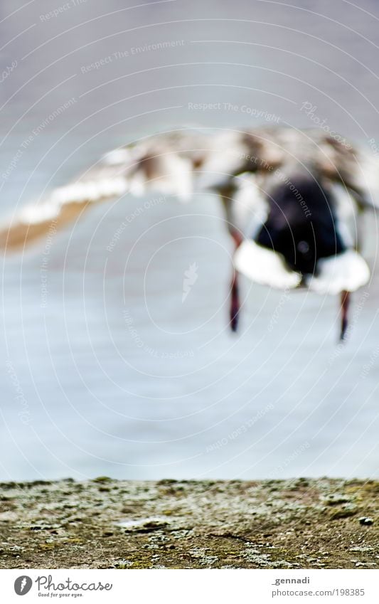 Abflug Holzminden Europa Kleinstadt Hafen Tier Wildtier Vogel Flügel Ente Entenvögel 1 fliegen springen Kraft Heimweh Fernweh gefährlich Schüchternheit Bewegung