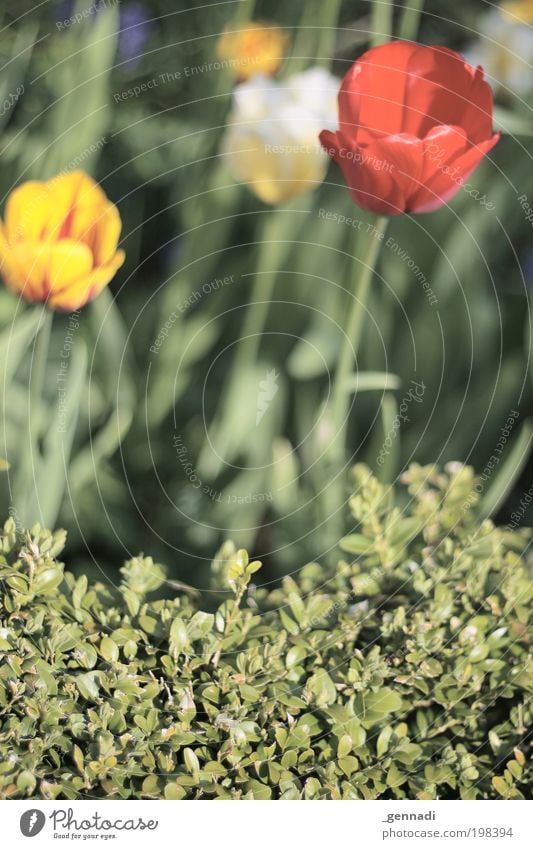 Tulpe oder Hecke, dass ist hier die Frage. Umwelt Natur Pflanze Blume Sträucher Grünpflanze Nutzpflanze Kitsch grün vernünftig Farbfoto mehrfarbig Außenaufnahme