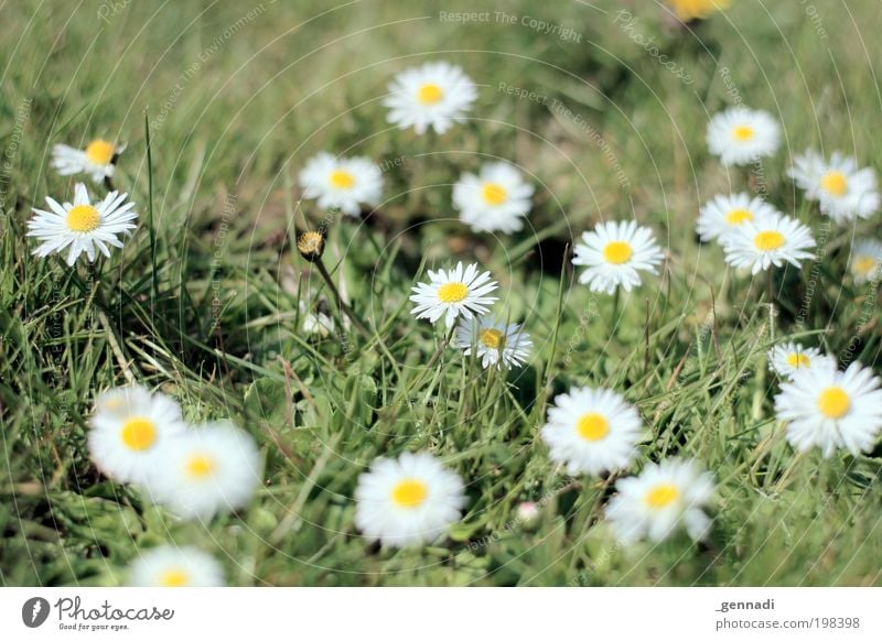 Pünktchen Umwelt Natur Pflanze Blume Gras Blüte Grünpflanze Gänseblümchen Blumenwiese grün grünen grün-gelb weiß weiß-gelb Duft Erfolg Zusammensein Kitsch