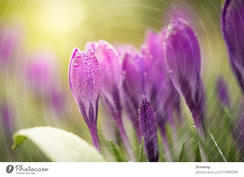 Aufblühen #5 Natur Pflanze Wasser Wassertropfen Frühling Blume Blatt Blüte Krokusse Garten Wiese Blühend Wachstum klein nass grün violett Frühlingsgefühle