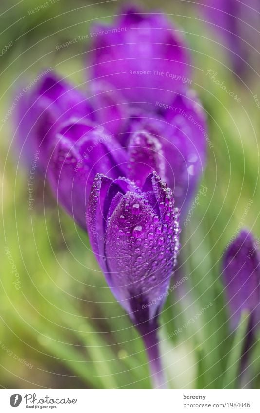 Aufblühen #3 Natur Pflanze Wasser Wassertropfen Frühling Blume Blatt Blüte Krokusse Garten Wiese Blühend Wachstum klein nass grün violett Frühlingsgefühle