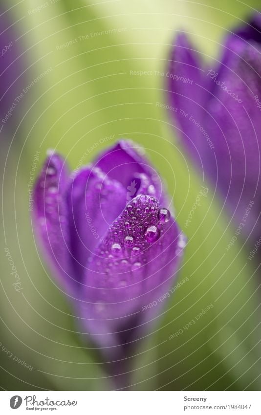 Aufblühen #4 Natur Pflanze Wasser Wassertropfen Frühling Blume Blatt Blüte Krokusse Garten Wiese Blühend Wachstum klein nass grün violett Frühlingsgefühle zart