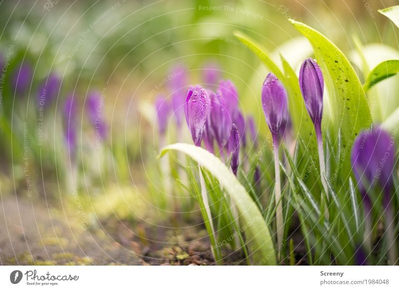 Aufblühen #1 Natur Pflanze Erde Frühling Schönes Wetter Blume Sträucher Blatt Blüte Krokusse Garten Wiese Blühend Wachstum klein grün violett Frühlingsgefühle