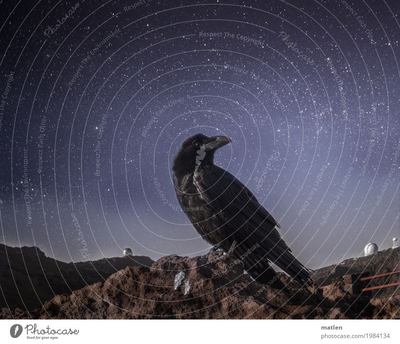 Nachtwächter Landschaft Himmel Wolkenloser Himmel Stern Horizont Frühling Felsen Gipfel Tier Vogel Tiergesicht 1 dunkel blau braun grau weiß Kolkrabe