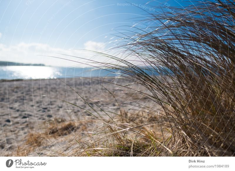 Strand bei Laboe / Kiel Ferien & Urlaub & Reisen Ausflug Ferne Freiheit Sommer Sommerurlaub Sonne Meer Natur Landschaft Wasser Himmel Horizont Pflanze