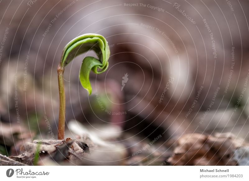 Entfaltung Umwelt Natur Pflanze Wachstum klein natürlich Vorfreude Tapferkeit Mut Neugier Beginn Entschlossenheit Leben entfalten Farbfoto Nahaufnahme