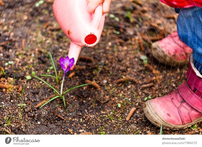 Blumen gießen Ostern Kindererziehung Kindergarten lernen Kleinkind Mädchen 3-8 Jahre Kindheit Umwelt Natur Pflanze Krokusse Garten Spielzeug Freizeit & Hobby