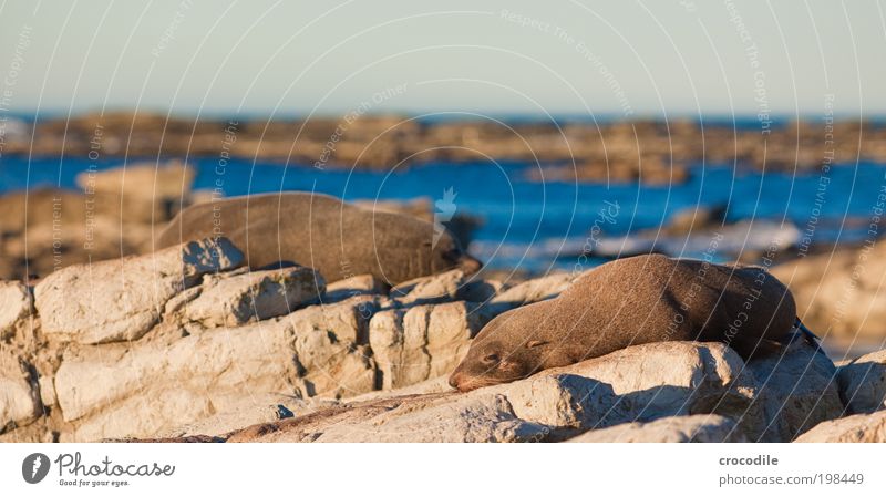 New Zealand XXXVII Umwelt Natur Landschaft Urelemente Wasser Himmel Sonne Schönes Wetter Wärme Felsen Wellen Küste Strand Tier Wildtier Robbenkolonie 2