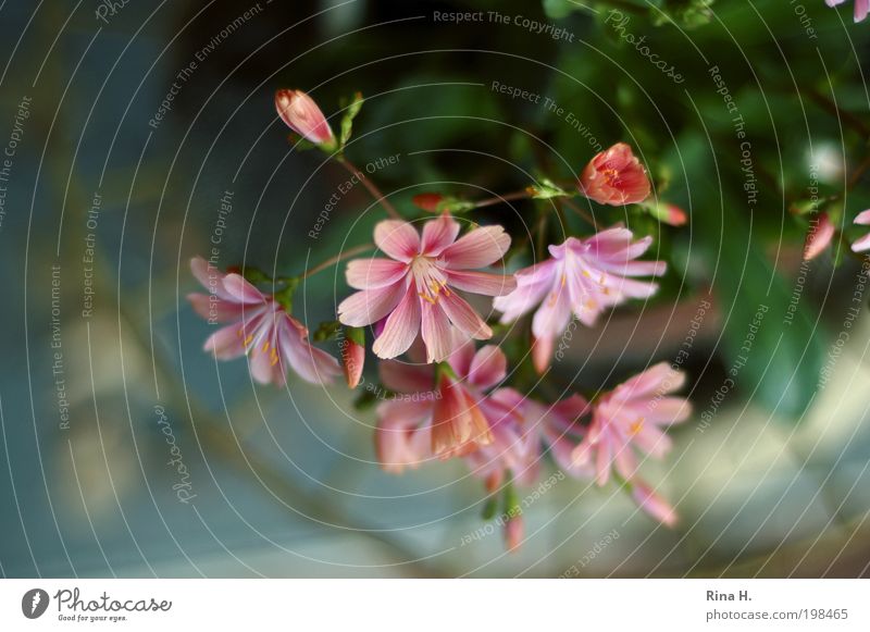 Bitterwurz - kein schöner Name für so ein niedliches Blümchen Natur Pflanze Frühling Blume Garten Dekoration & Verzierung Blühend klein natürlich rosa