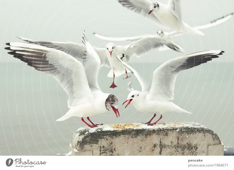 ringelrein | am futterplatz Natur Landschaft Winter Eis Frost Alpen Seeufer Vogel Tiergruppe Fressen füttern kämpfen Möwe Bodensee Futterplatz Farbfoto