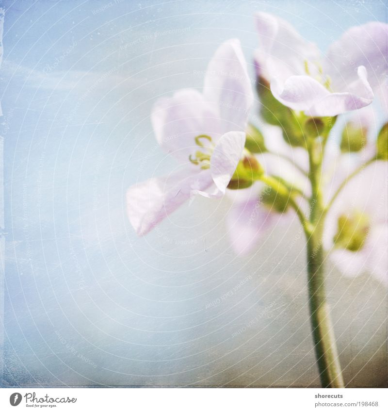 endlich frühling Umwelt Natur Pflanze Frühling Schönes Wetter Wärme Blüte Wildpflanze Park Wiese ästhetisch Fröhlichkeit frisch schön Gefühle Freude Glück