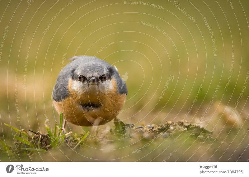 noch ein Bild und du bist dran! Kleiber Umwelt Natur Tier Frühling Sommer Herbst Schönes Wetter Gras Garten Park Wiese Feld Wildtier Vogel Tiergesicht Flügel 1