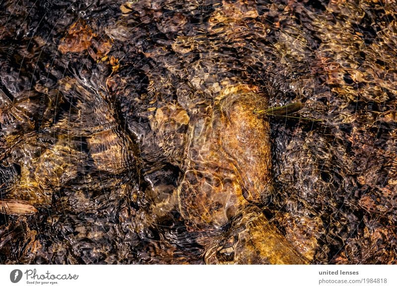 FF# Wasser-Libelle Kunst ästhetisch Libellenflügel Libellenlarve Wasseroberfläche Idylle Kunstwerk Natur Naturschutzgebiet Naturphänomene Naturerlebnis Farbfoto