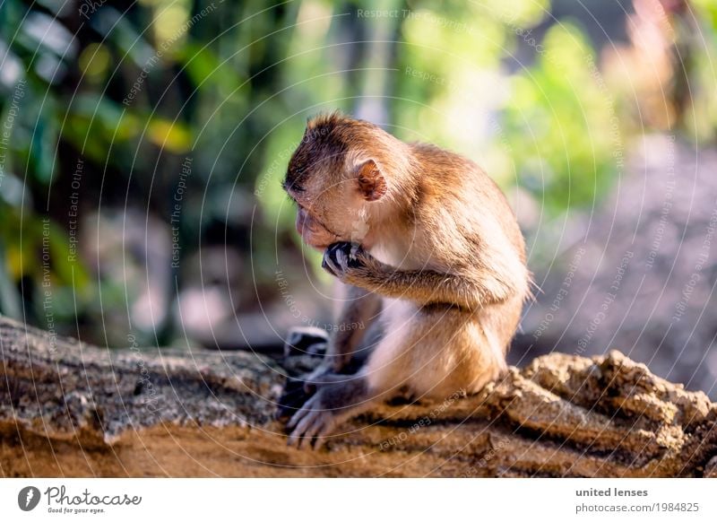 FF# Affe Tier 1 ästhetisch Affen Affenbrotbaum sitzen Wildnis Baumstamm Natur Naturschutzgebiet Fell Zoo warten Farbfoto mehrfarbig Außenaufnahme Nahaufnahme