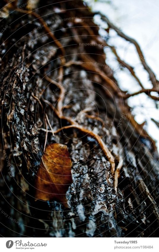 That leaf is not fallen... Umwelt Pflanze Baum Blatt Wildpflanze Park Schutz Farbfoto Außenaufnahme Makroaufnahme Strukturen & Formen Tag Kontrast Unschärfe