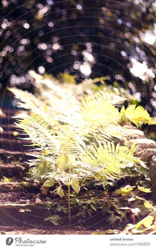 AK# Farn I Umwelt Natur Garten Park ästhetisch Echte Farne Farnblatt Treppe alt bewachsen Ruine grün Außenaufnahme Wald Wegrand Farbfoto mehrfarbig