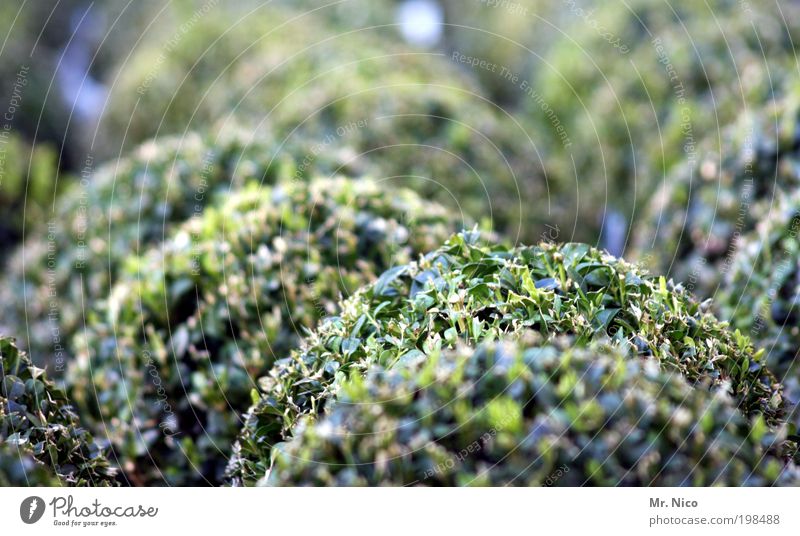 buxus Natur Pflanze Frühling Grünpflanze Topfpflanze Garten grün Buchsbaum Sträucher Park Vorgarten Gärtnerei Landschaftsarchitektur Gartenarbeit rund